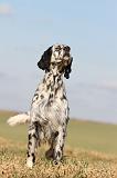 SETTER ANGLAIS 182